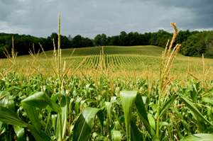 corncrop