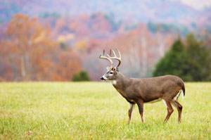 Food Plot