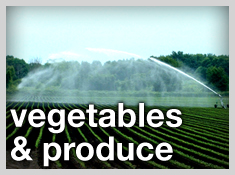 vegetable and produce, irrigating crops